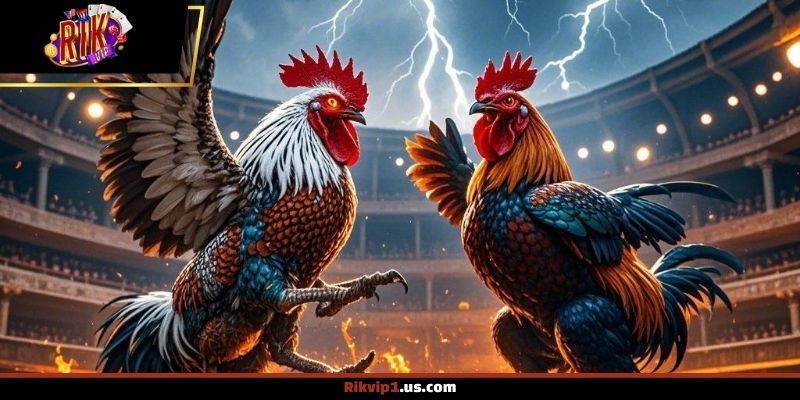 Toàn cảnh sảnh đá gà với hệ thống trận đấu trực tuyến