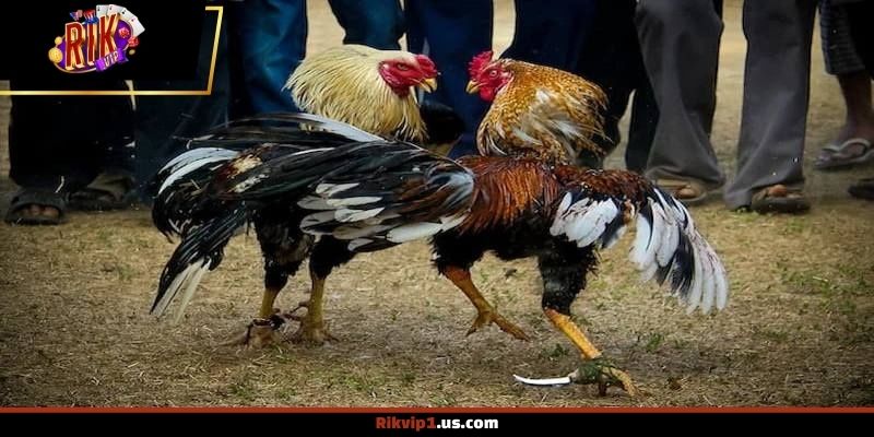 Trải nghiệm chọi gà Thomo trực tiếp với hệ thống thi đấu minh bạch