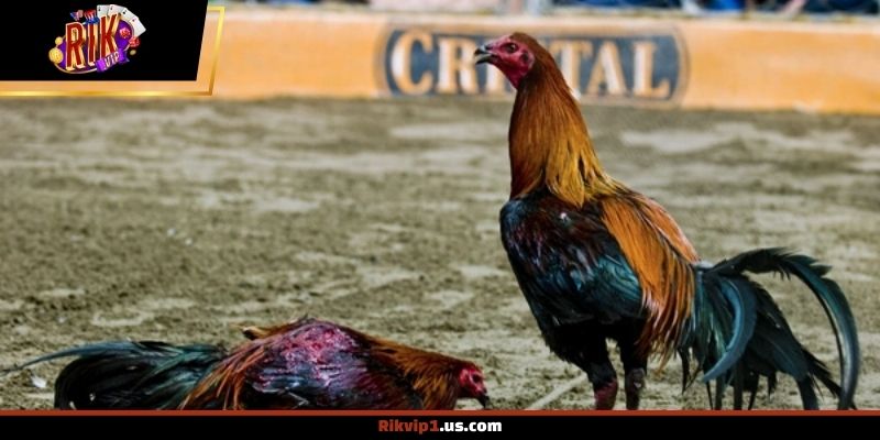 Những lưu ý thực tế giúp theo dõi hiệu quả hơn