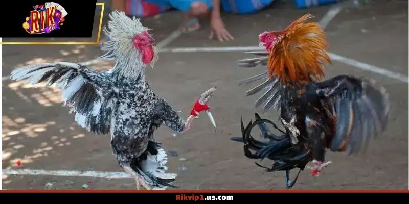 Những lý do khiến chọi gà Thomo được ưa chuộng