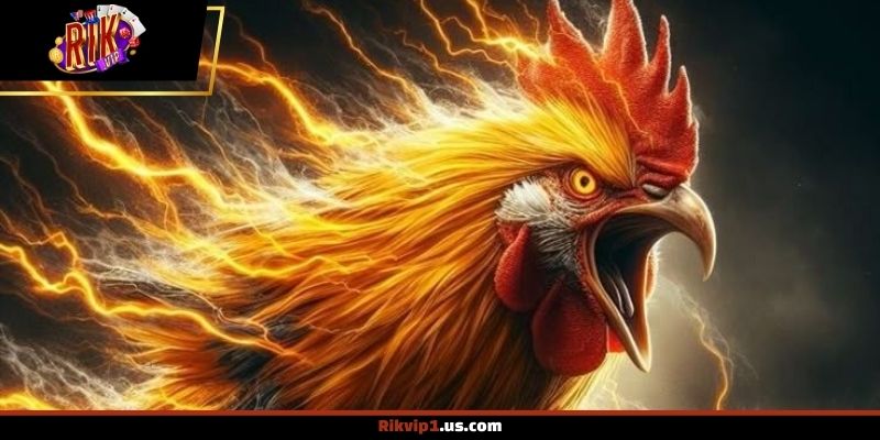 Thuật ngữ đá gà