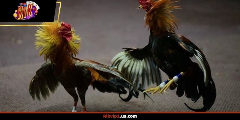 Những khái niệm cơ bản cần nắm khi theo dõi đá gà