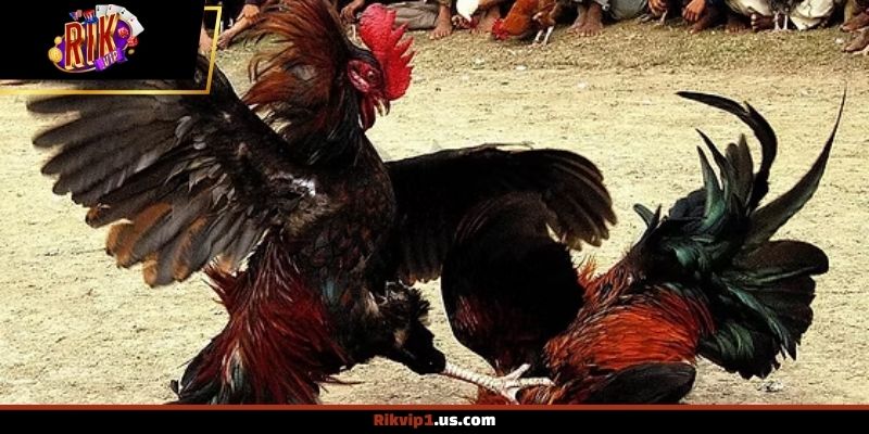 Cách áp dụng thuật ngữ hiệu quả khi theo dõi thực tế