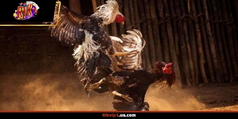 Những khái niệm xuất hiện xuyên suốt quá trình thi đấu